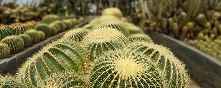 Cactus Nursery