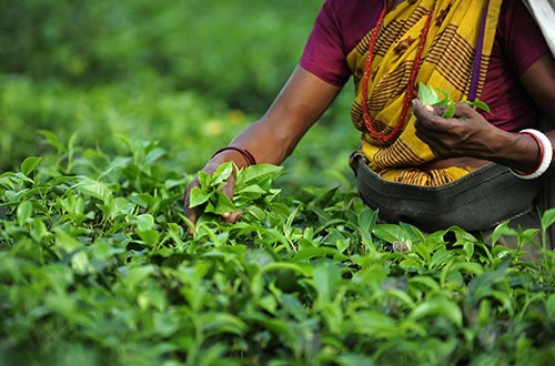 Darjeeling